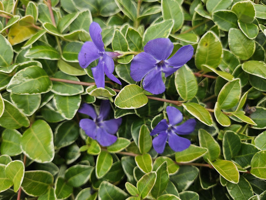 60x Lesser Periwinkle 'Argenteovariegata' - ↕10-25cm - Ø9cm
