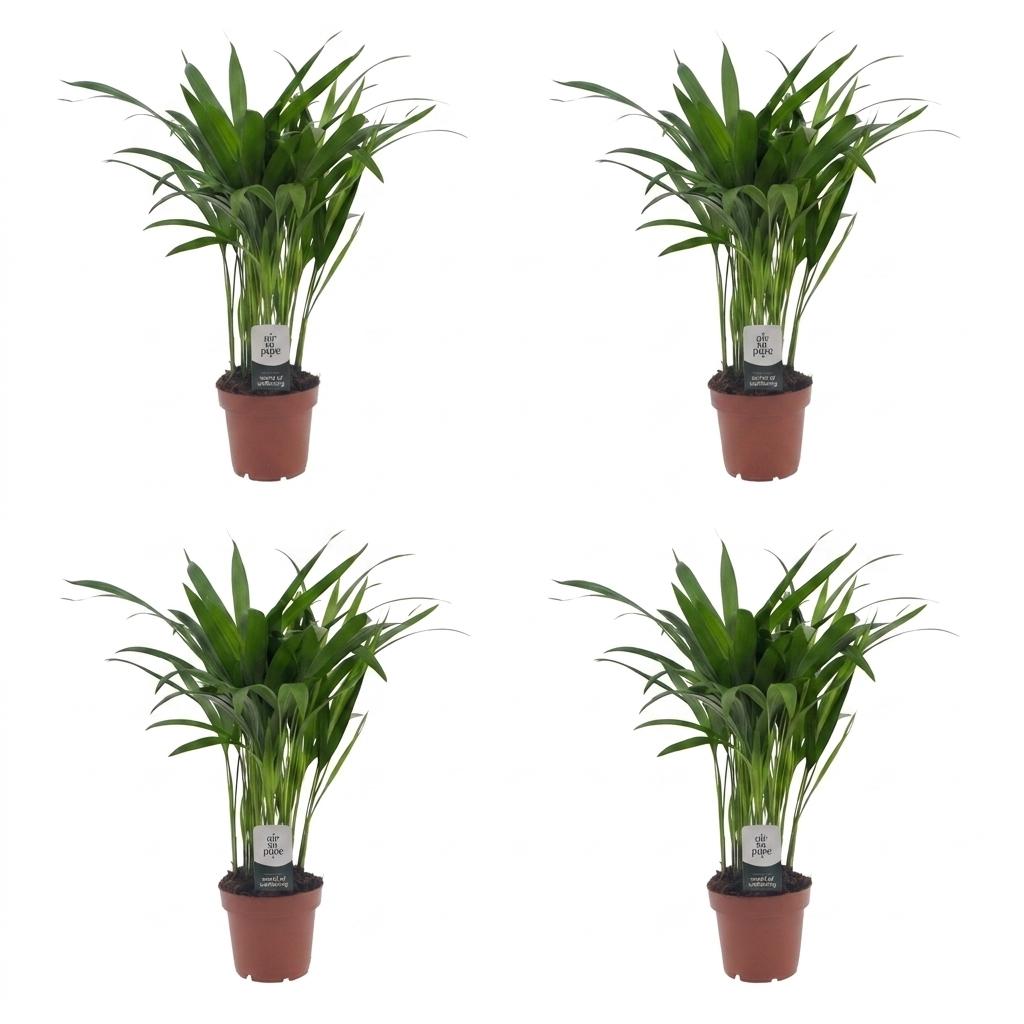 Areca Lutescens - Goudpalm - 4 Planten - Pot 12cm - Hoogte - 45cm