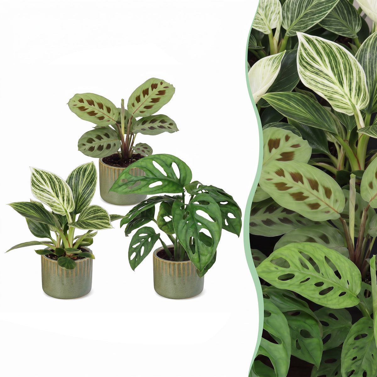 3x Baby Plants Surprise Box - Verrassingsbox kleine planten - Diversen - Tropisch - incl. Linnea Olive - Ø6cm - ↕5-15cm