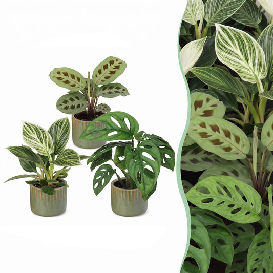 3x Baby Plants Surprise Box - Boîte surprise de petites plantes - Couleurs variées - Tropicale - incl. Linnea Olive - Ø6cm - ↕5-15cm
