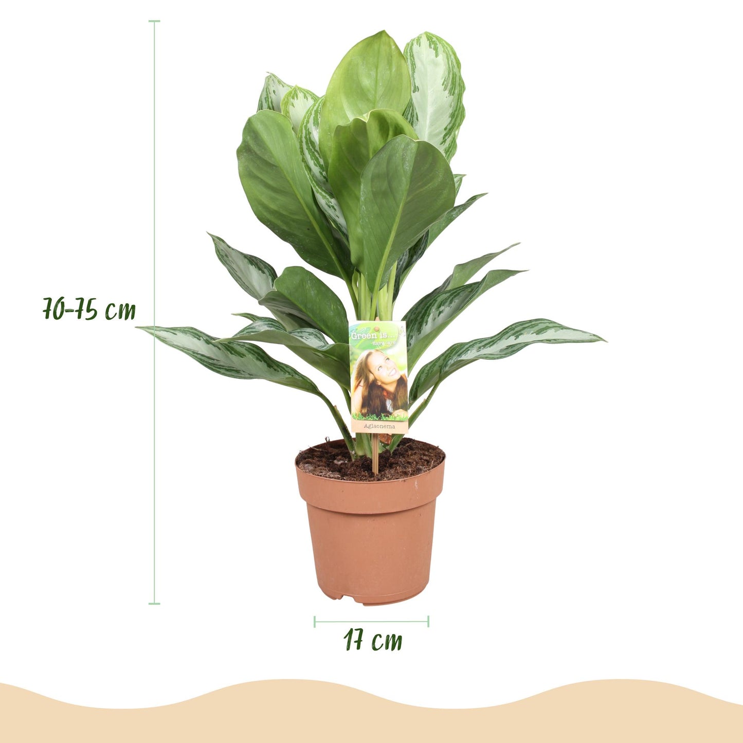 Green is... Houseplants - Aglaonema Silver Bay - Silver Leaf - Low maintenance - with basket - Green - 1 Plant - Pot 17cm - Height 70-75cm