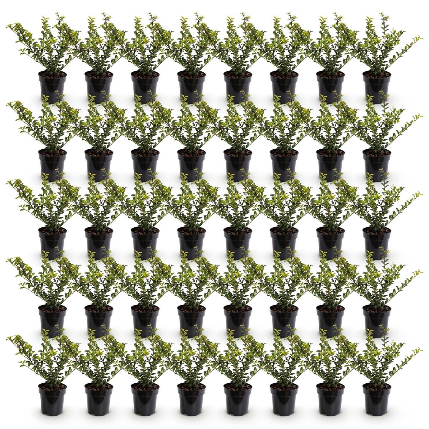 40x Ilex crenata Convexa - Japanese Holly - Hedge Plants - Evergreen - Green - 9cm Pot - Height 20-30cm