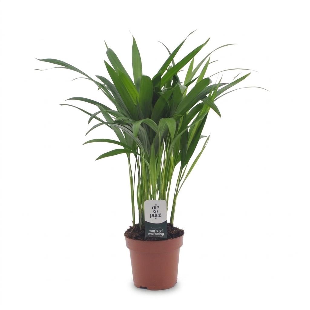 Areca Lutescens - Palma d'oro - 1 Pianta - Vaso 12cm - Altezza - 45cm