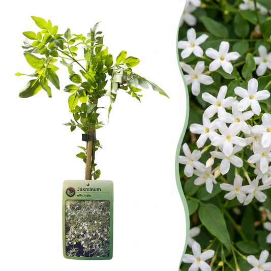 6x Jasminum officinale - Echter Jasmin - Weiß - Kletterpflanze - Ø9cm - ↕35cm