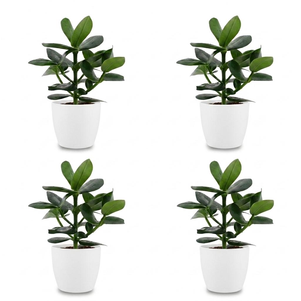 Clusia Princess - Clusia - 4 Plants - with White Pot - Pot 12cm - Height - 40cm