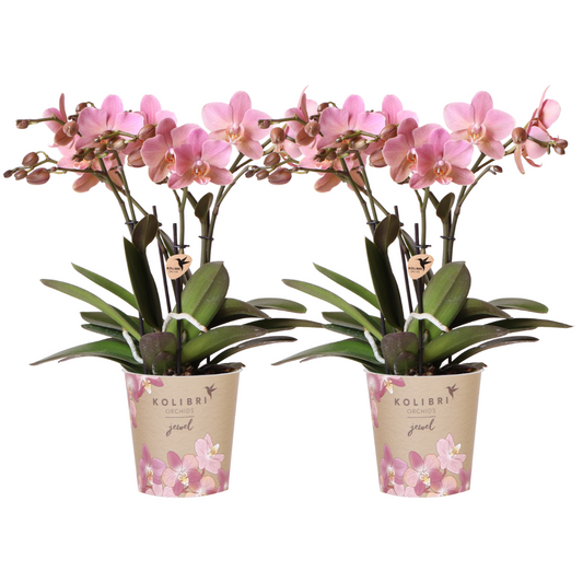 Orchidee Kolibri I OFFERTA COMBI di 2 orchidee Phalaenopsis rosa antico - Treviso - dimensioni vaso Ø12cm | pianta d'appartamento in fiore - fresca dal coltivatore