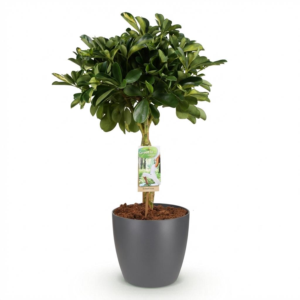 Green boutiQ - House Plants - Schefflera Gold Capelle - Finger Tree - Low Maintenance - Green - Gold - 1 Plant - with Potter Grey - Pot 21cm - Height 70-81cm
