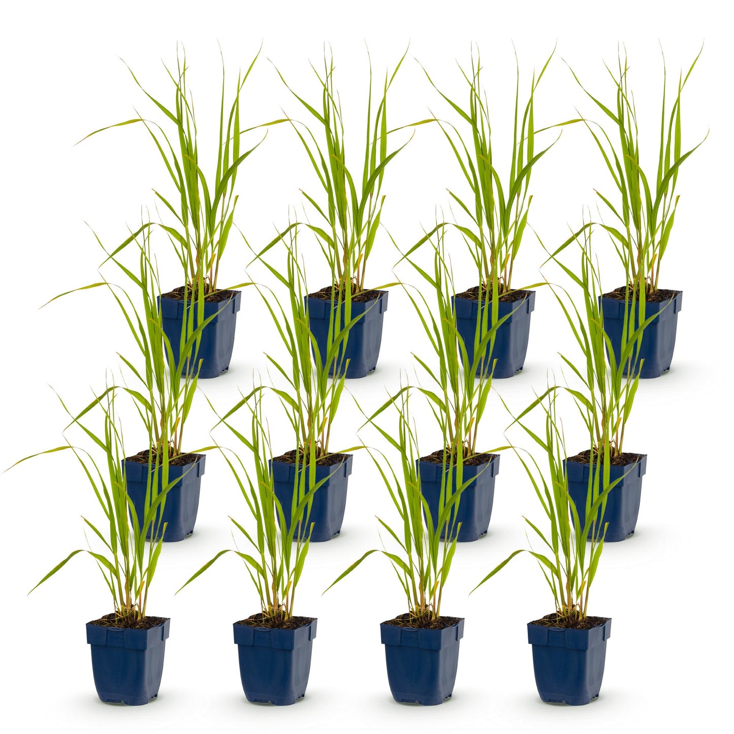 Grassen - Molinia caer. Heidebraut - Pijpestrootje - Met Pluim - Groen - 12 Planten - Pot 11cm - Hoogte 15-25cm