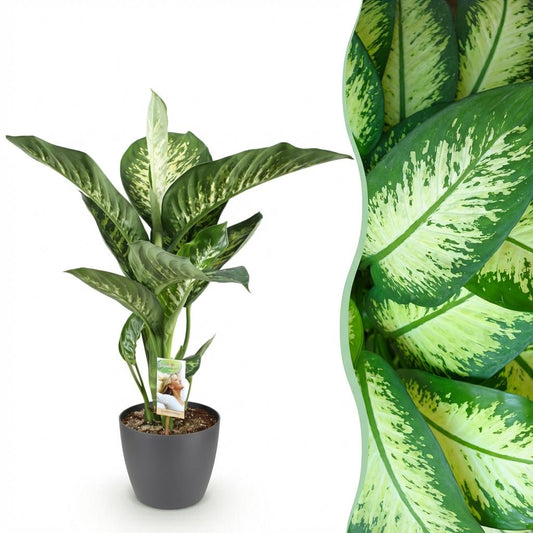 Green boutiQ - Houseplants - Dieffenbachia Tropic Snow - Dieffenbachia - Low maintenance - with Potter Grey - Variegated - 1 Plant - with Potter Grey - Pot 21cm - Height 90-100cm