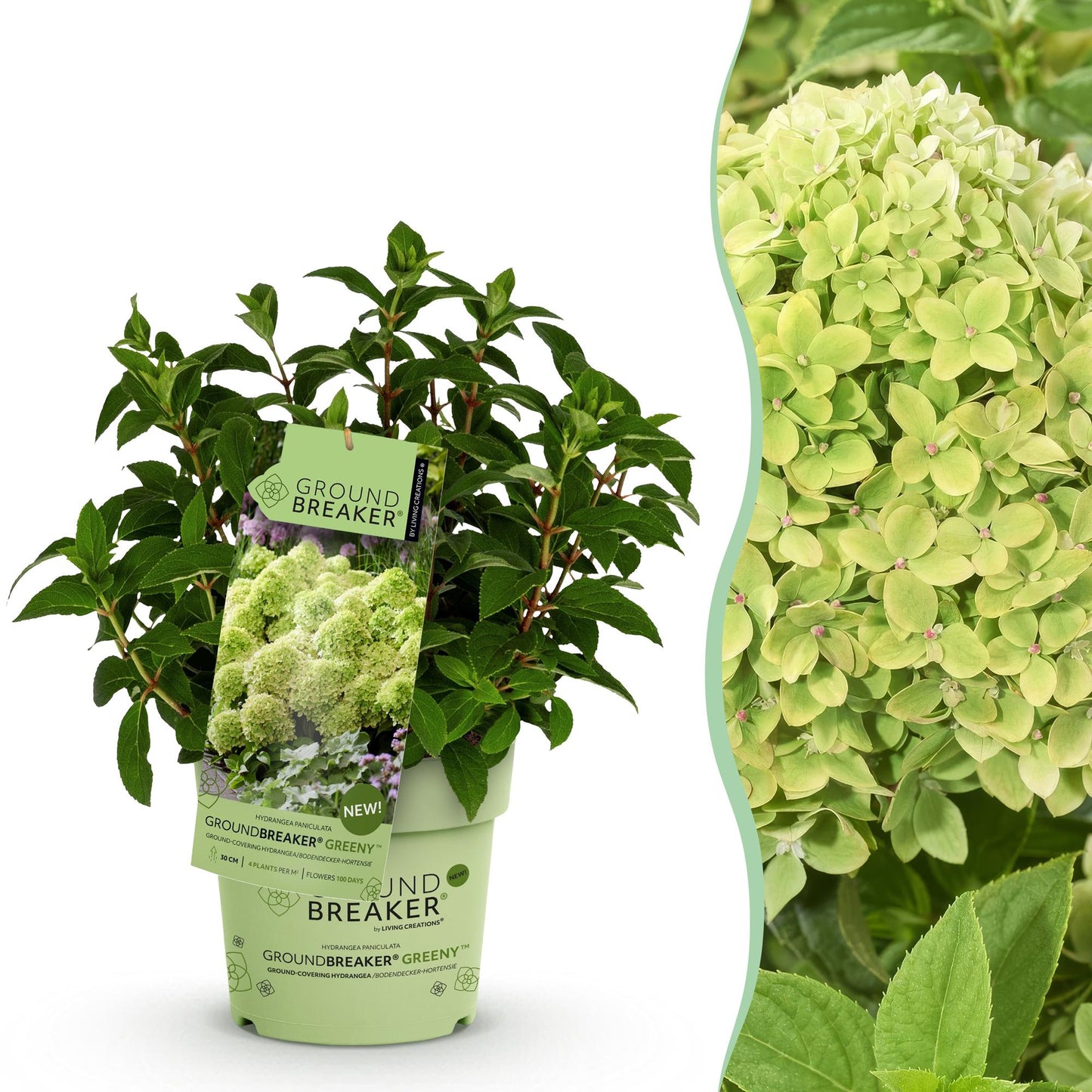 Green boutiQ - Pianta da Giardino - Hydrangea paniculata Groundbreaker Greeny - Ortensia Paniculata - Resistente - Crema - 1 Pianta - Vaso 14cm - Altezza 20-25cm