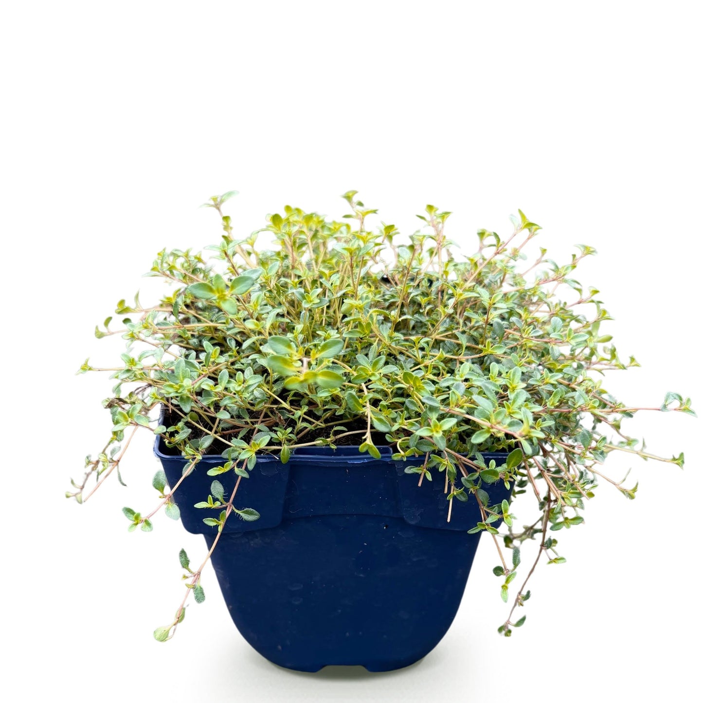 Vasteplant - Thymus praecox Minor - KruipTijm - Geurend - Roze - 1 Plant - Pot 11cm - Hoogte 15-25cm