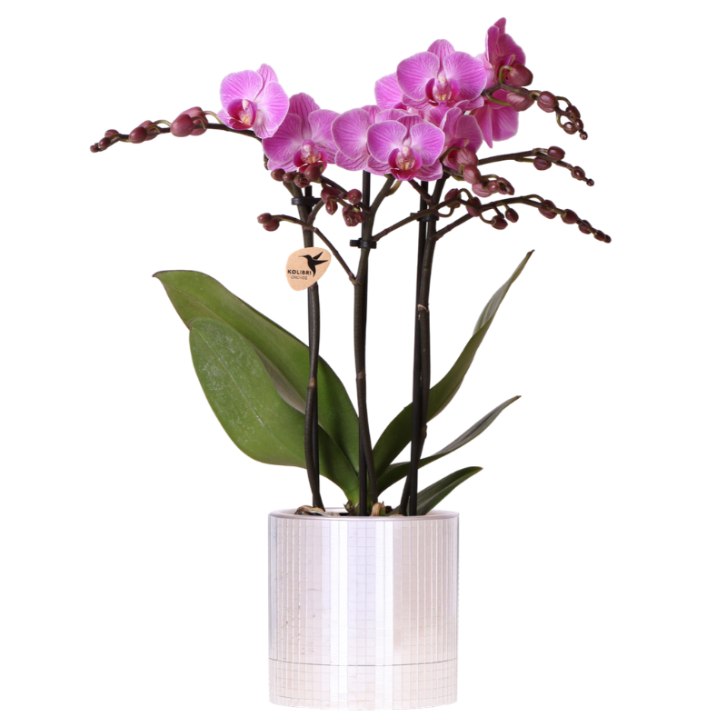 Hummingbird Orchids | Purple Vienna orchid + Disco decorative pot – pot size Ø9cm | flowering houseplant – fresh from the grower