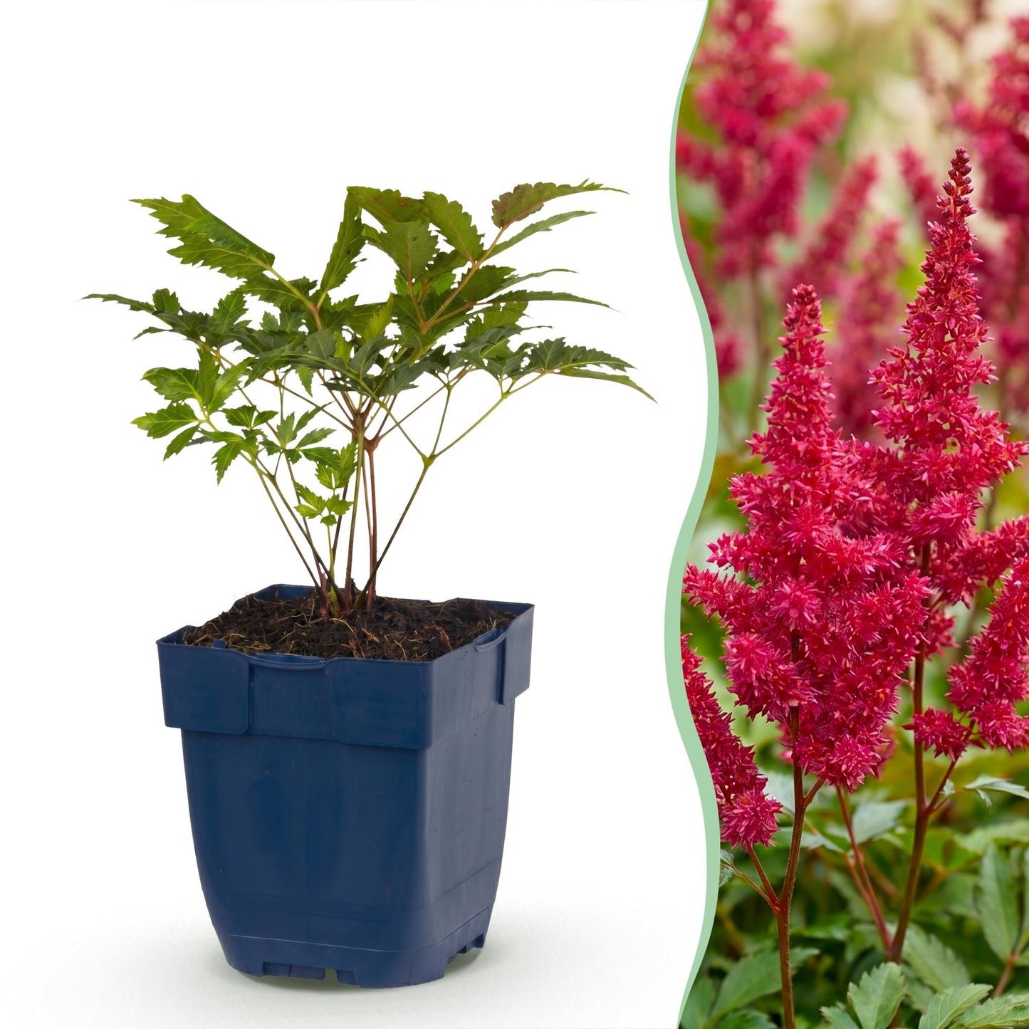 Vasteplant - Astilbe (A) Fanal - Pluimspirea - Schaduw - Rood - 1 Plant - Pot 11cm - Hoogte 15-25cm