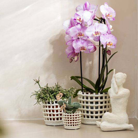 Kolibri Orchids | Roze Niagara Falls orchidee 12cm met Mesh White sierpot – vers van de kweker