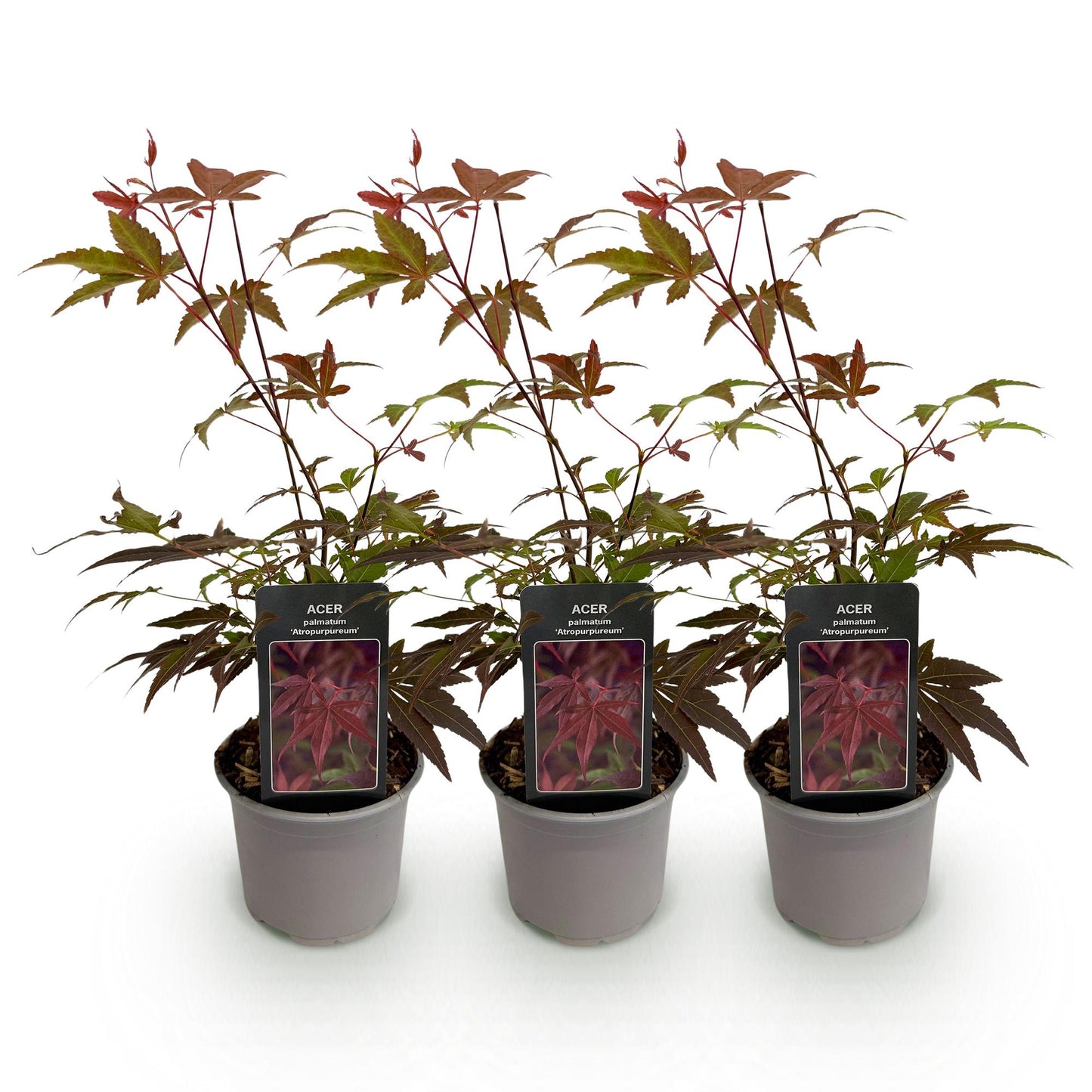 Outdoor Plant - Acer palmatum Atropurpureum - Purple - 3 Plants - Deciduous - Low Maintenance - Pot 12cm Height 35cm