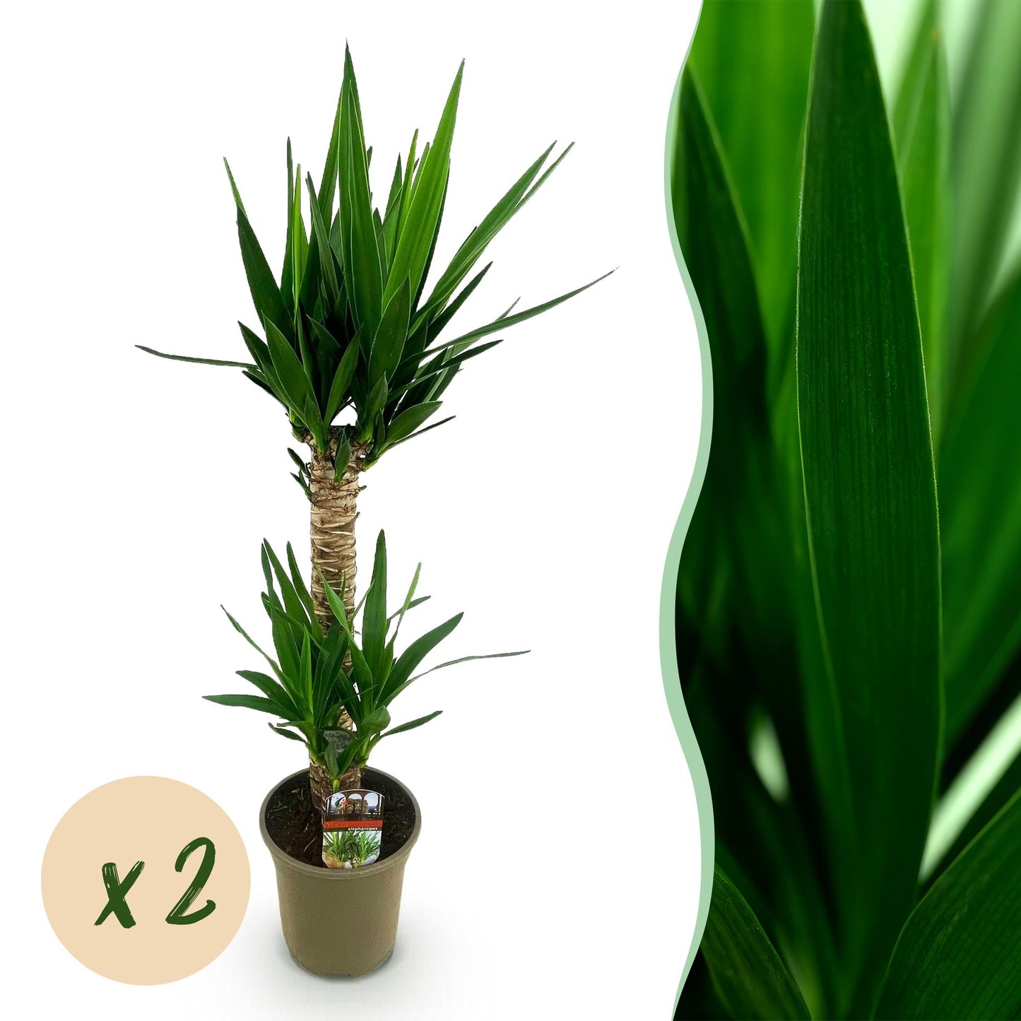Green boutiQ - Kamerplant - Yucca elephantipes - Yucca - Weinig onderhoud - Groen - 2 - Pot 19cm - Hoogte 120cm