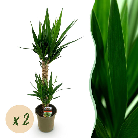 Green boutiQ - Kamerplant - Yucca elephantipes - Yucca - Weinig onderhoud - Groen - 2 - Pot 19cm - Hoogte 120cm