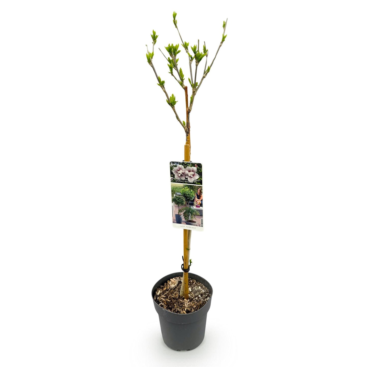 GreenboutiQ - Plante sur Tige - Hibiscus syriacus Starburst Chiffon® - Plante de Terrasse - Feuilles Caduques - Résistant à l'Hiver - Fleur Blanc-Rose - Pot 19cm Hauteur 90cm