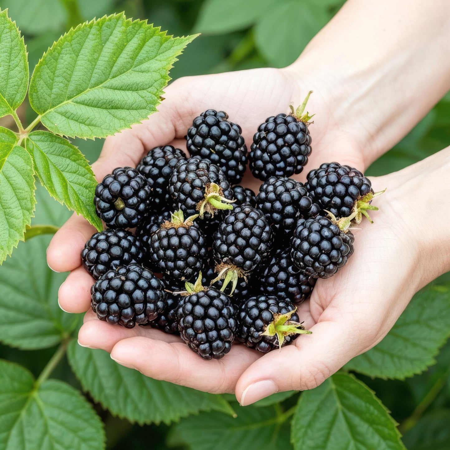 Fruitplanten - Braam - Rubus Black Satin - Winterhard - 6 Planten - Pot 9 cm - Zwarte Braam