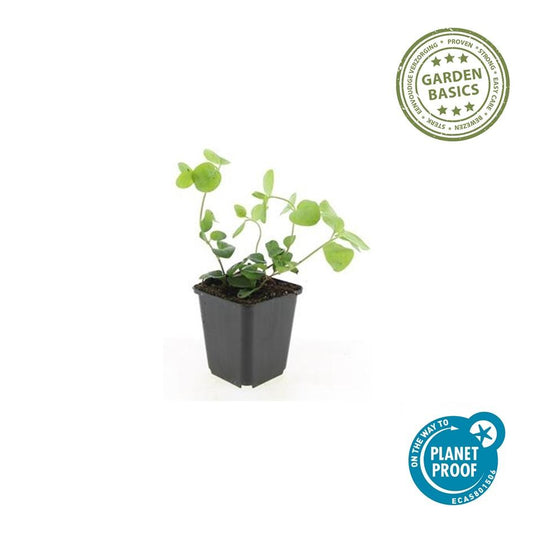 48x Vinca major - ↕10-25cm - Ø9cm