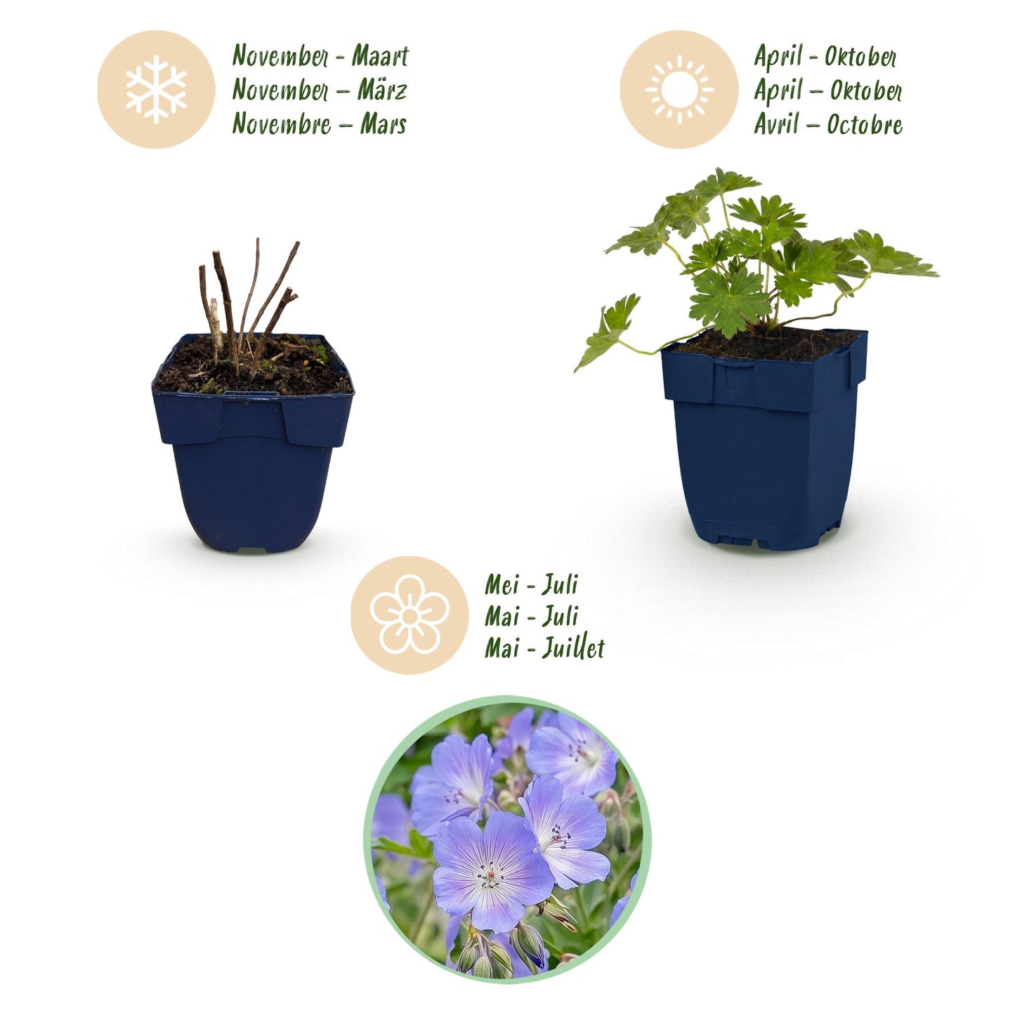 Vasteplant - Geranium 'Rozanne' - Ooievaarsbek - Bodembedekkend - Blauw - 1 Plant - Pot 11cm - Hoogte 15-25cm