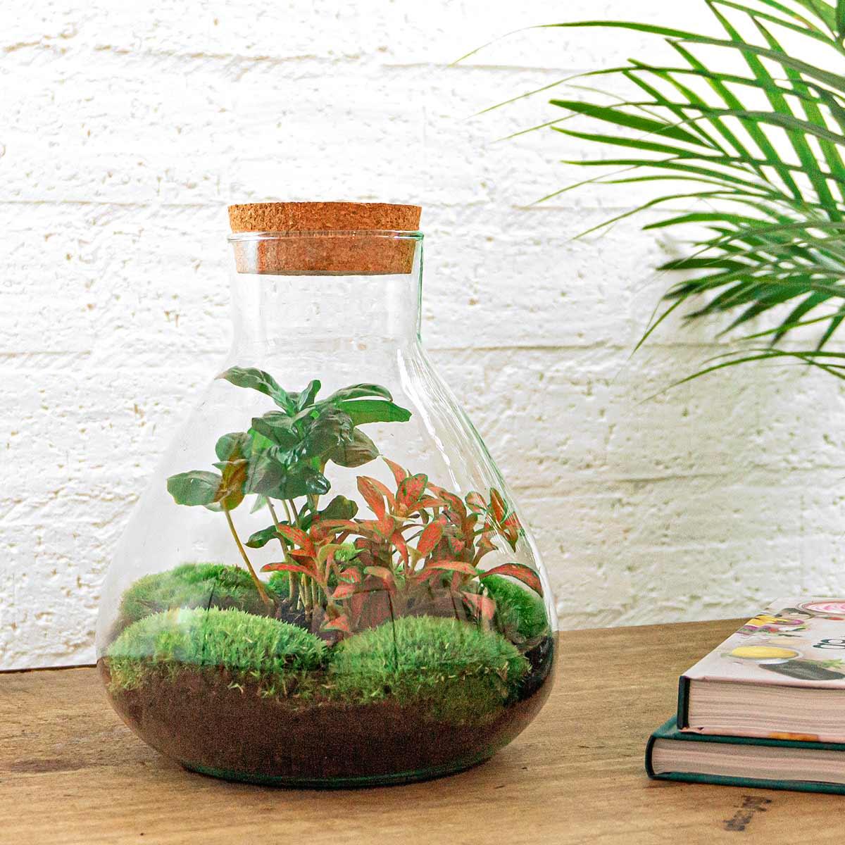 DIY terrarium - Sammie Coffea Red - Ø 22.5 cm ↑ 27 cm - Normal