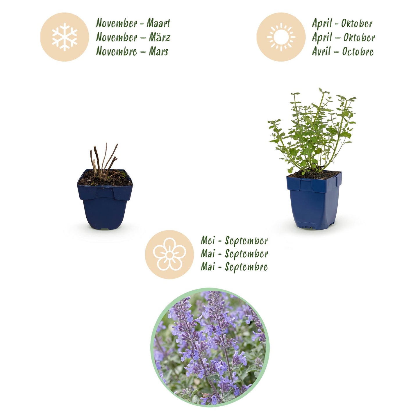 Perennial - Nepeta faassenii 'Walker's Low' - Catmint - Bee and Butterfly Attractor - Blue - 1 Plant - 11cm Pot - Height 15-25cm