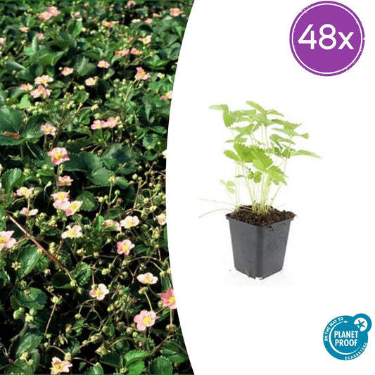48x Fragaria vesca - ↕10-25cm - Ø9cm