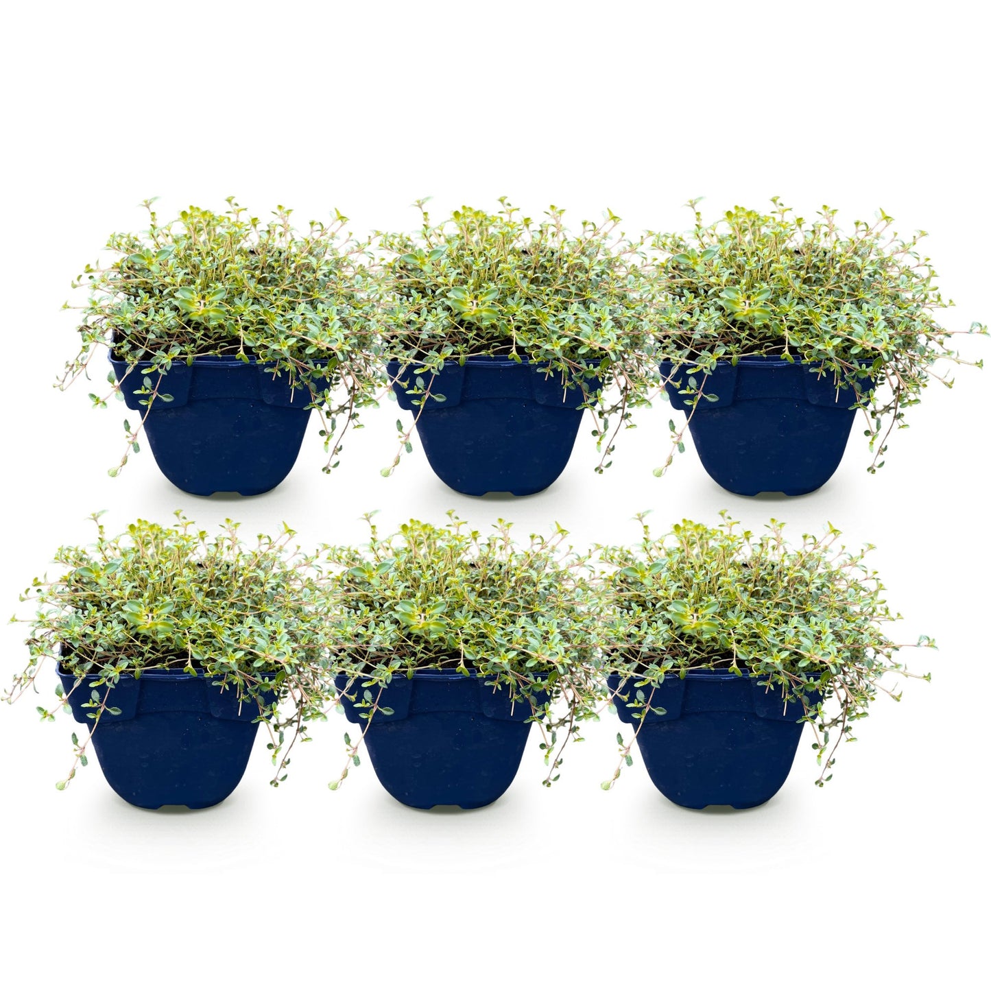 Vasteplant - Thymus citr. Sambesi - Citroentijm - Geurend - Geel - 6 Planten - Pot 11cm - Hoogte 15-25cm