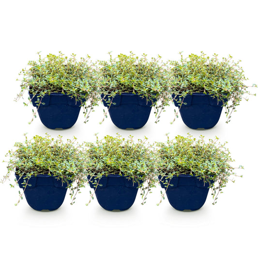 Vasteplant - Thymus citr. Sambesi - Citroentijm - Geurend - Geel - 6 Planten - Pot 11cm - Hoogte 15-25cm