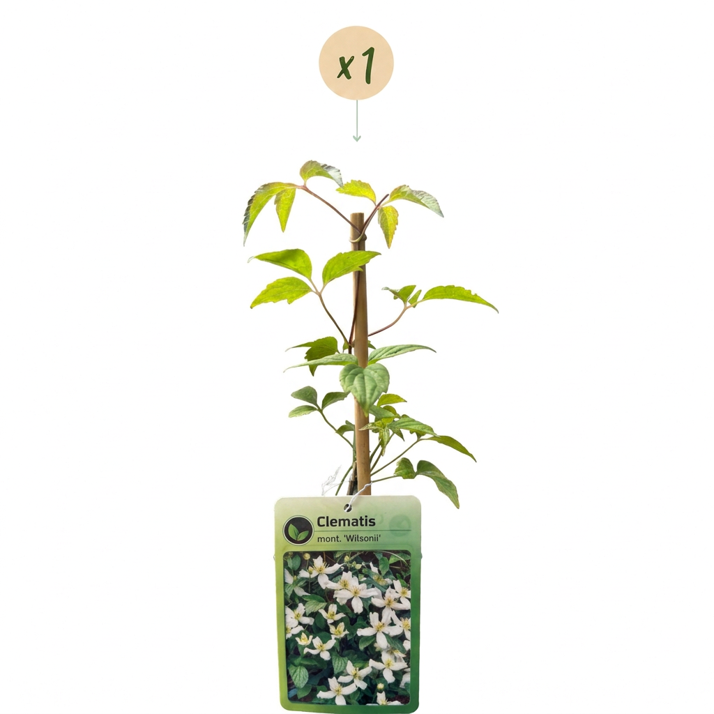 Clematis mont. 'Wilsonii' - Anemone clematis - White - Climbing plant - Ø9cm - ↕35cm