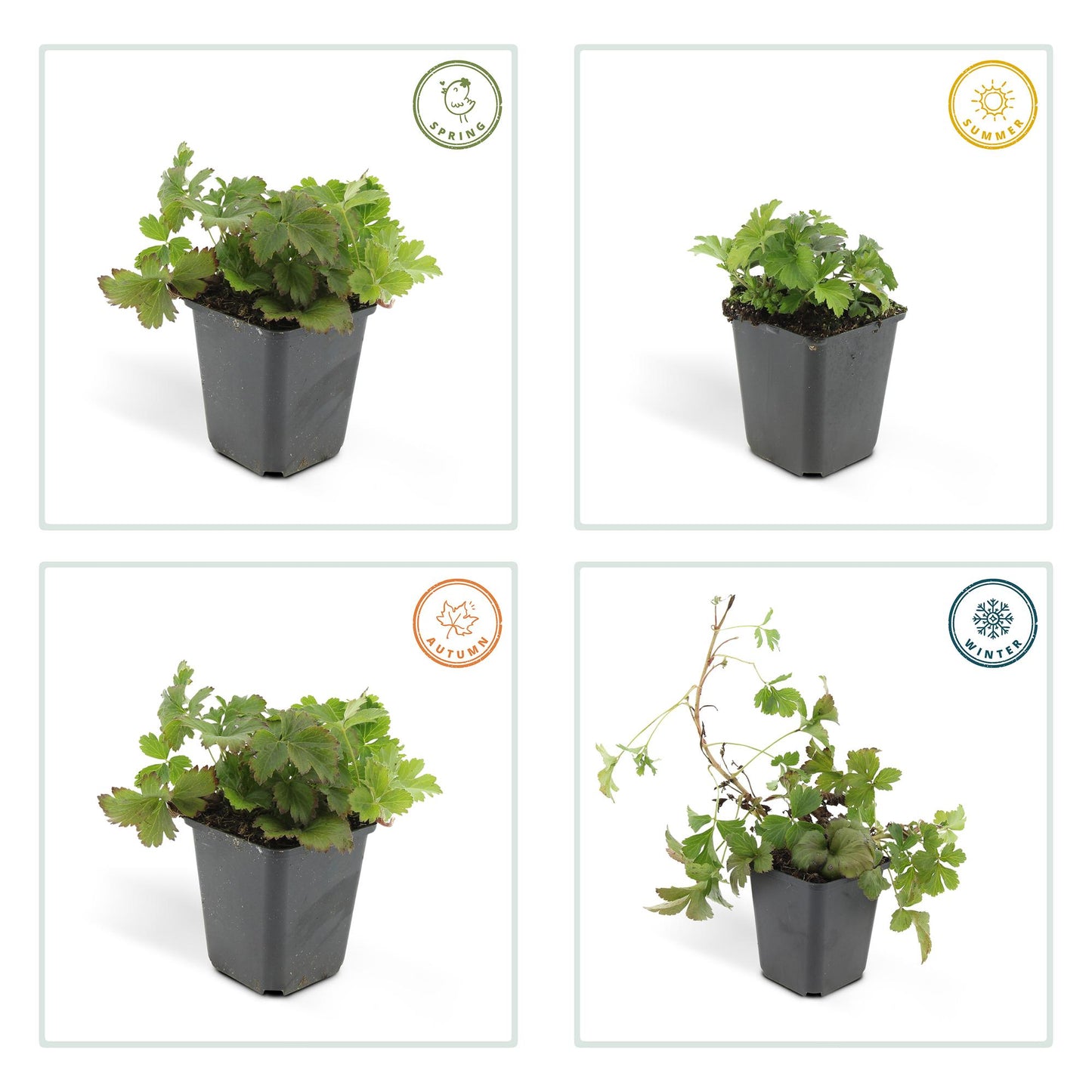 48x Waldsteinia ternata - ↕10-25cm - Ø9cm