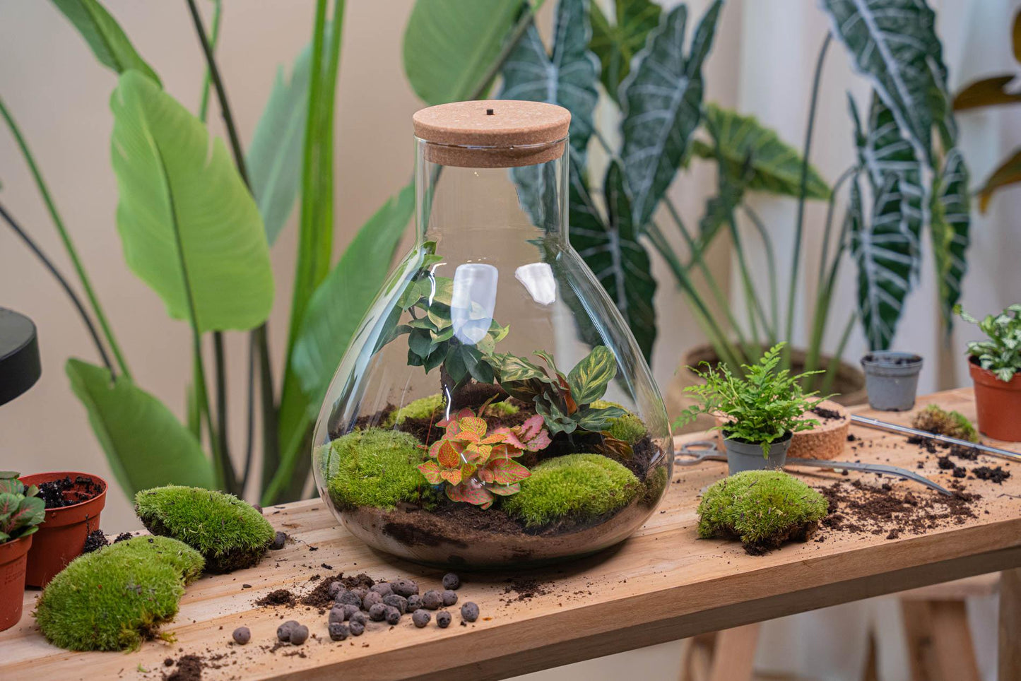 DIY Plant terrarium with light - Sam XL Red - Ø 30 cm ↑ 32 cm - No tools
