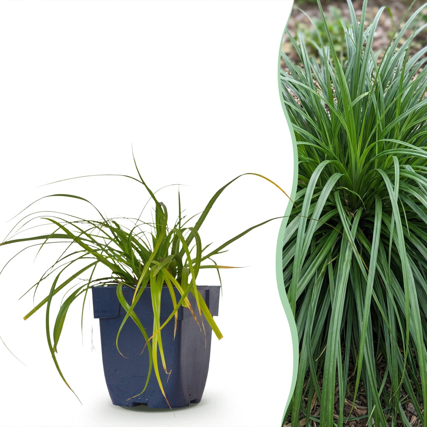 Grasses - Carex oshimensis Evergreen - Japanese Sedge - Evergreen - Green - 6 Plants - Pot 11cm - Height 15-25cm