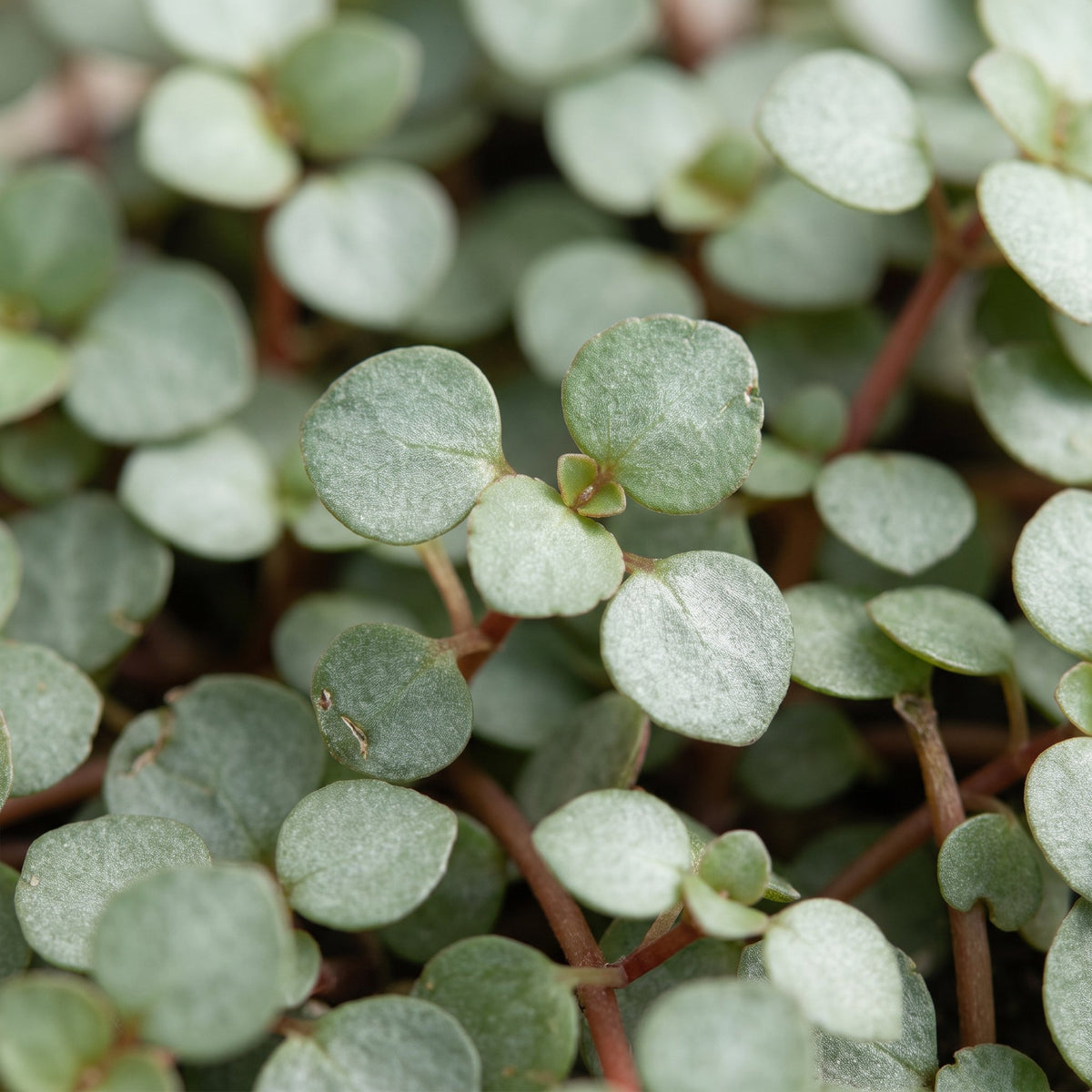 Pilea Glaucophylla Greyzy - Zilverblad Pilea - Grijs - Rood - Tropisch - Ø6cm - ↕10cm