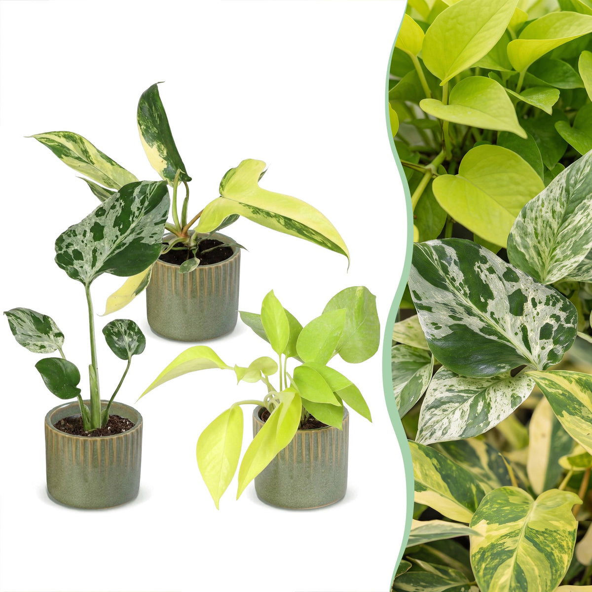 3x Baby Tropical Mix - Assorted - Tropical - incl. Linnea Olive - Ø6cm - ↕10-15cm