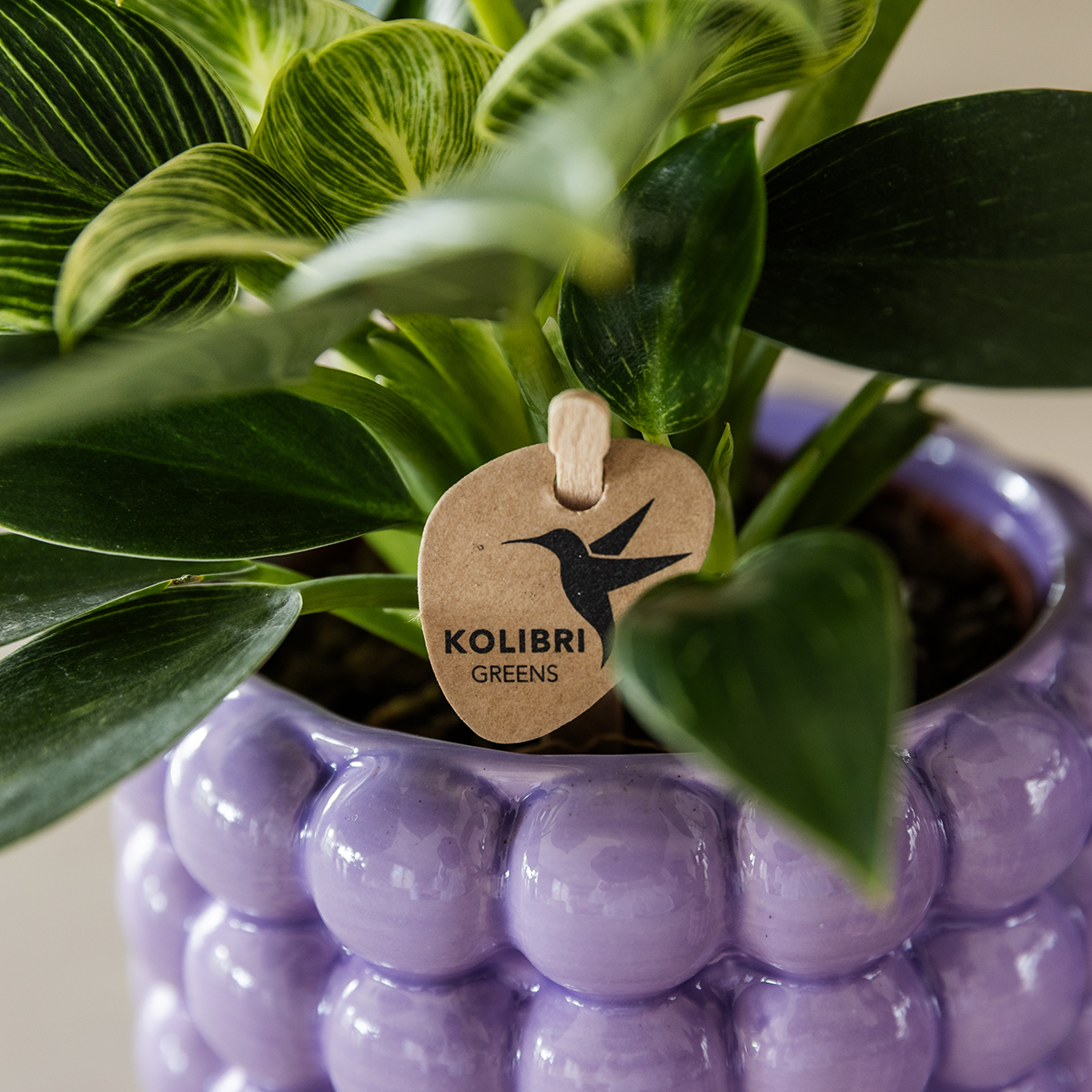 Kolibri Orchids | Plant Set Poppy Purple | White Lausanne orchid 12 cm + green plant 9 cm incl. decorative pots – fresh from the grower