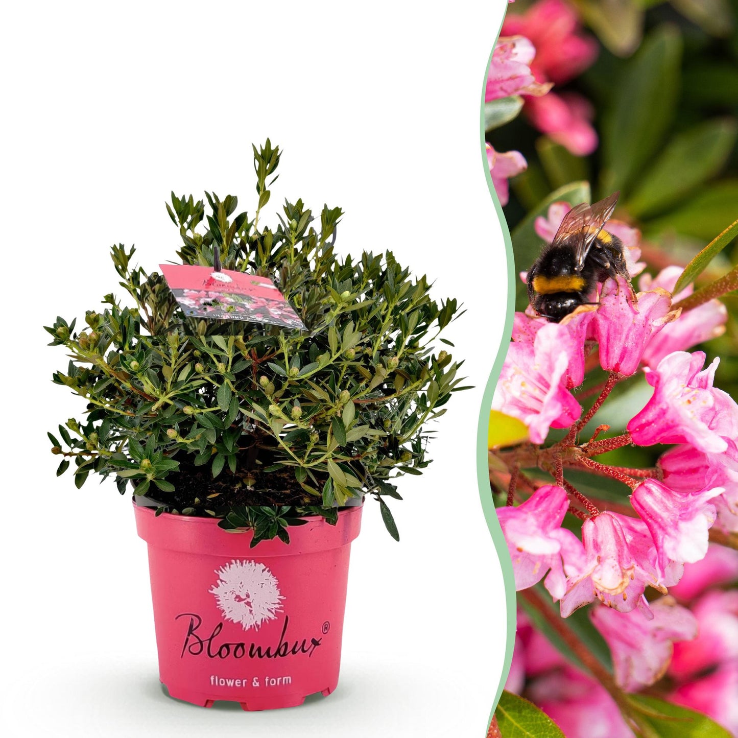 Green boutiQ - Dwarf Rhododendron - Rhododendron Bloombux Magenta - Flowering Boxwood - Low Maintenance - Pink Flower - 1 Plant - Pot 23cm - Height 45-55cm