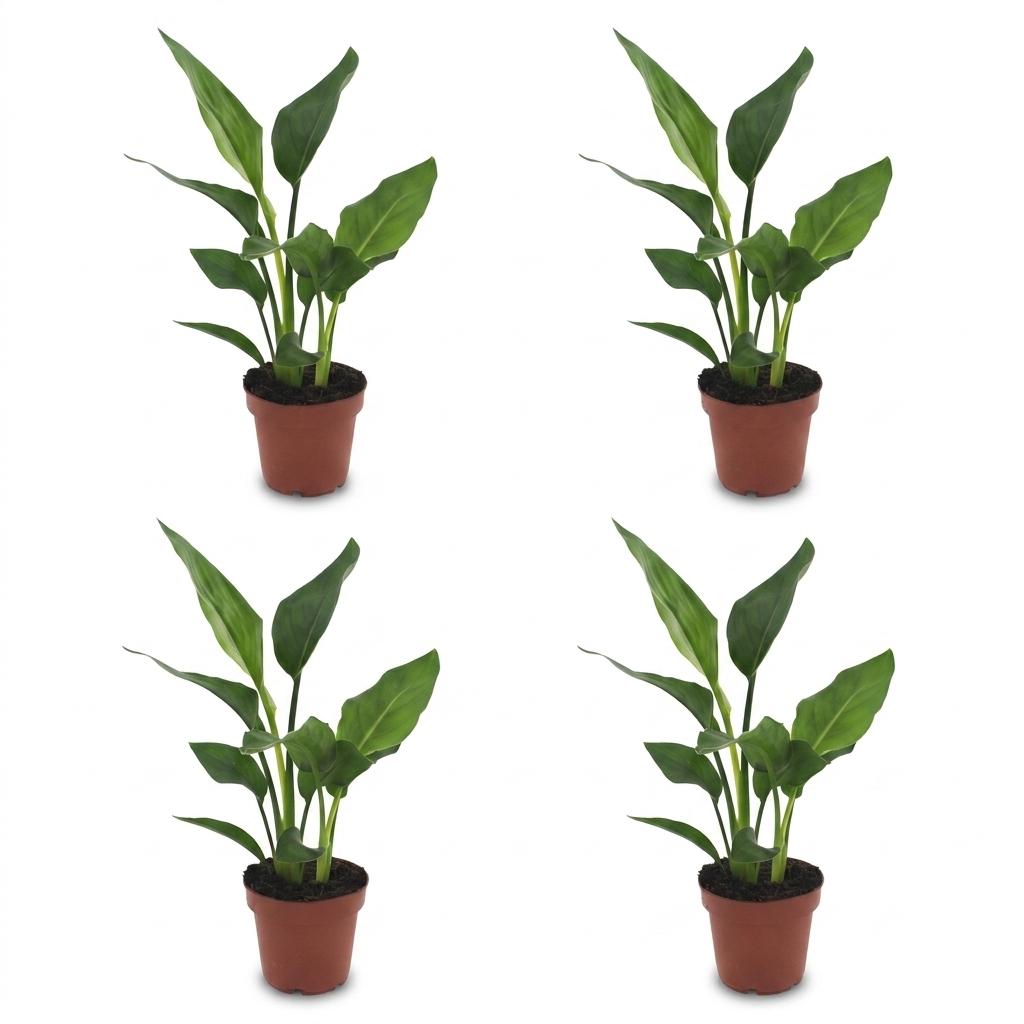 Strelitzia Reginea - Paradijsvogelbloem - 4 Planten - Pot 12cm - Hoogte - 35cm