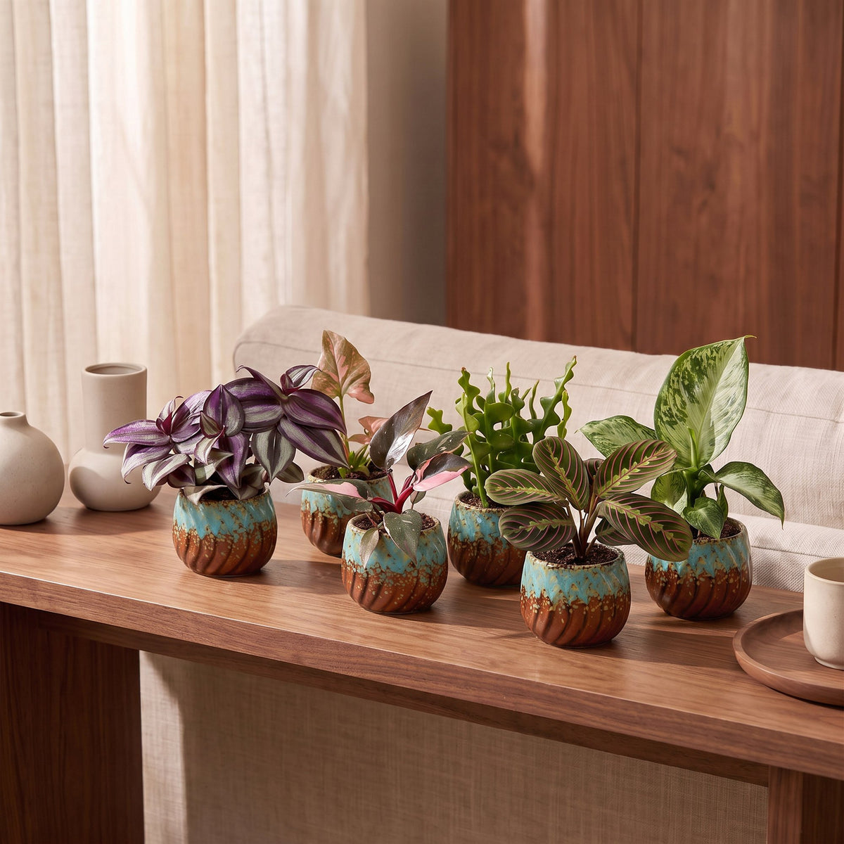 6x Baby Plants Surprise Box - Verrassingsbox kleine planten - Diversen - Tropisch - incl. Copper Reef - Ø6cm - ↕5-15cm