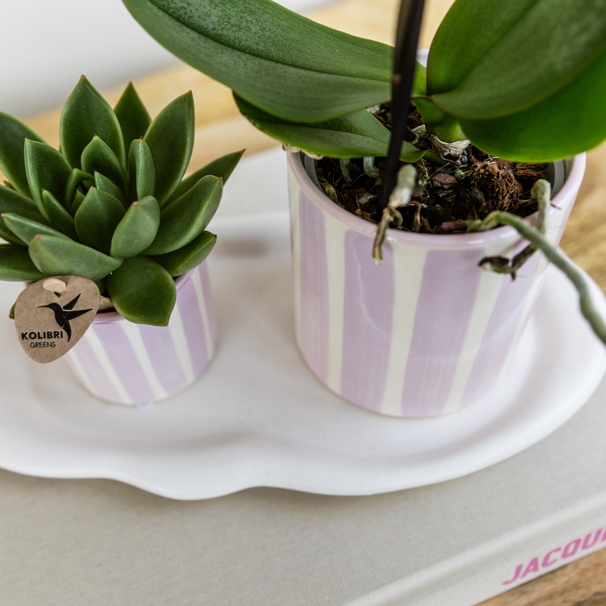 Kolibri Orchids | Roze Phalaenopsis orchidee Portugal + Painted Stripe pot roze - potmaat Ø9cm | bloeiende kamerplant - vers van de kweker