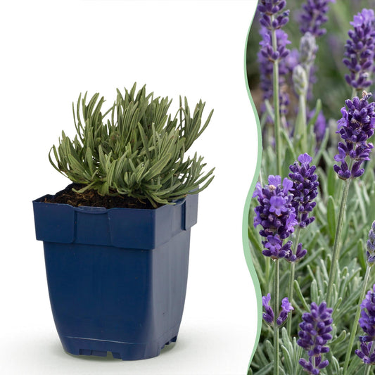 Vasteplant - Lavandula ang. Munstead - Lavendel - Geurend - Paars - 24 Planten - Pot 11cm - Hoogte 15-25cm