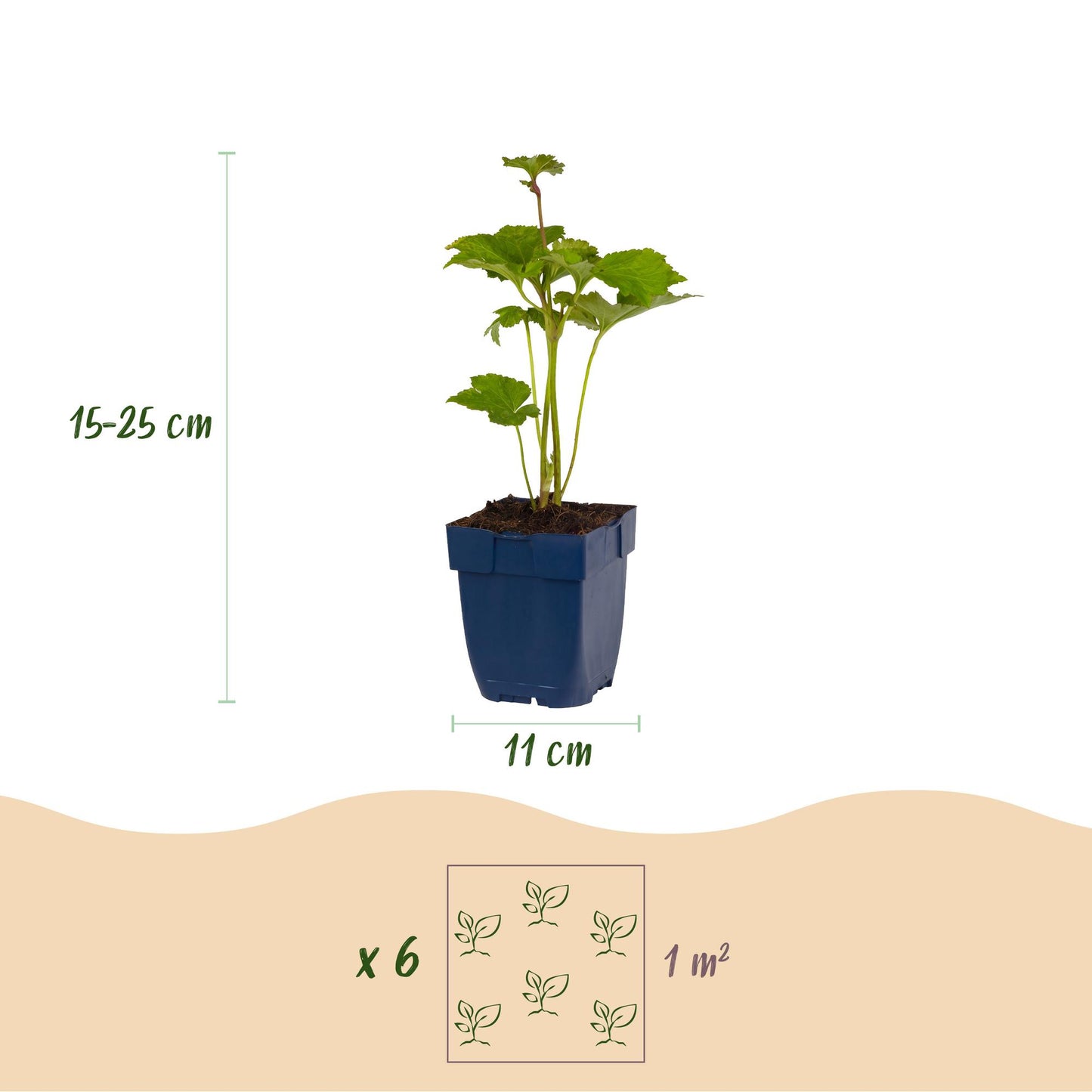 Vasteplant - Anemone hybr. Kön. Charlotte - Herfst Anemoon - Schaduw - Roze - 3 Planten - Pot 11cm - Hoogte 15-25cm