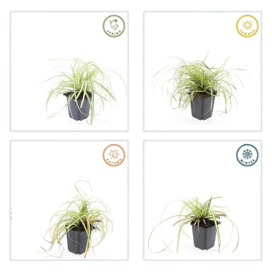 48x Carex oshim. 'Evergold' - ↕10-25cm - Ø9cm