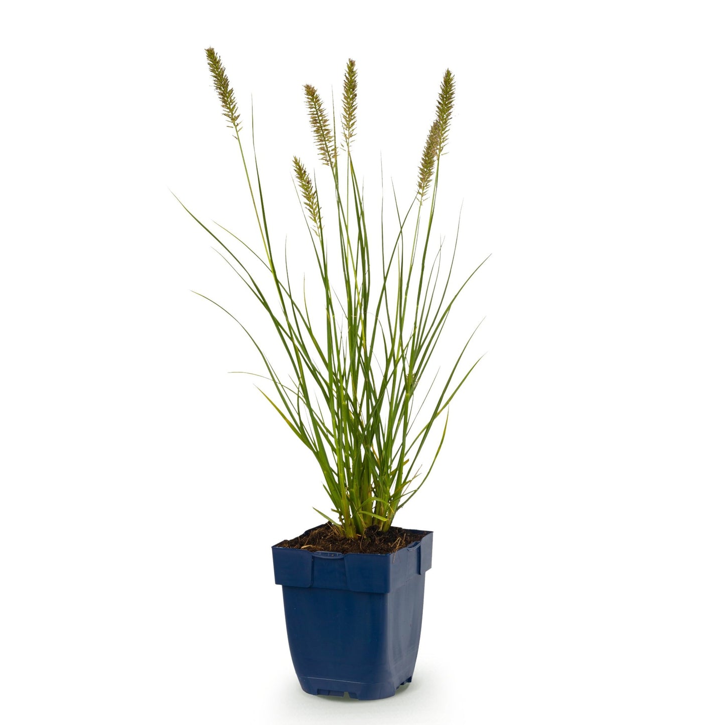 Grasses - Pennisetum alop. Hameln - Fountain Grass - With Plume - Green - 1 Plant - Pot 11cm - Height 15-25cm