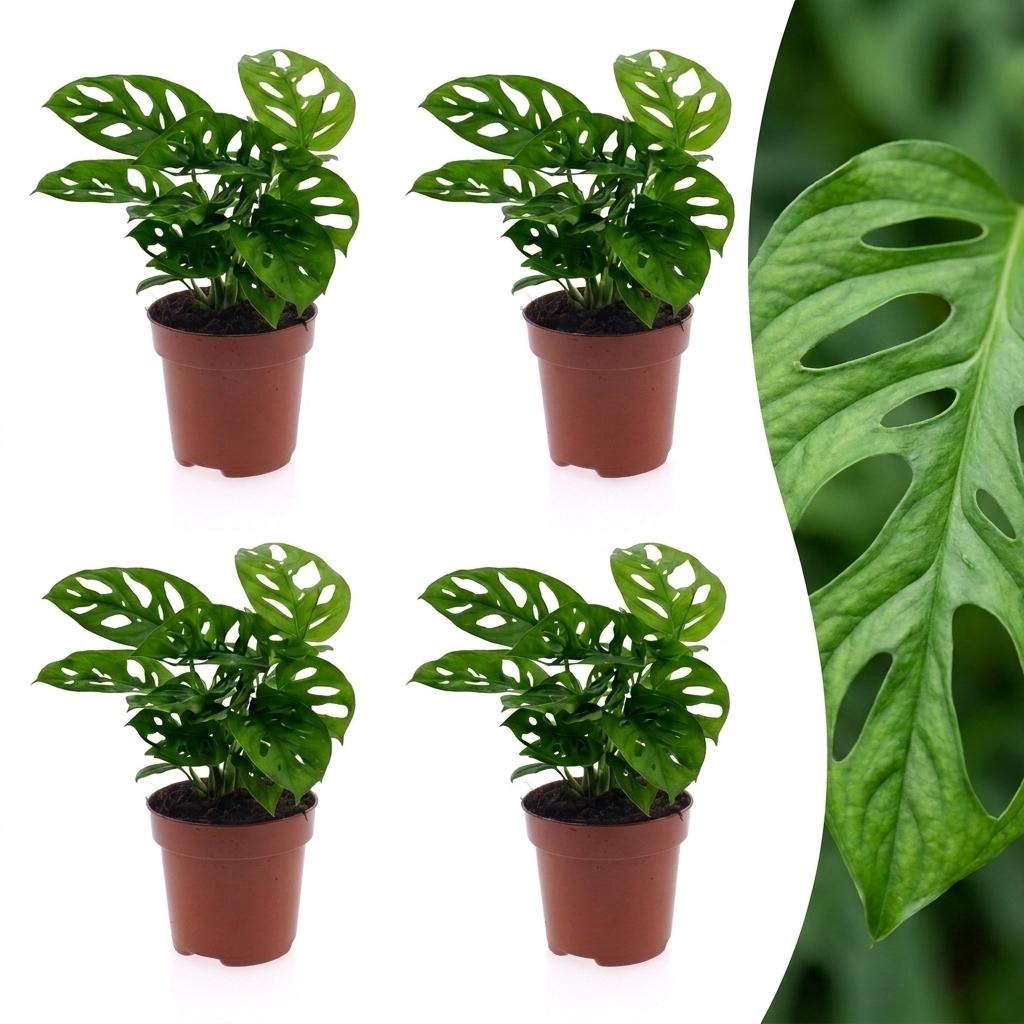 Green boutiQ - Monstera Adansonii - Monstera Adansonii - 4 Plants - Pot 12cm - Height - 25cm