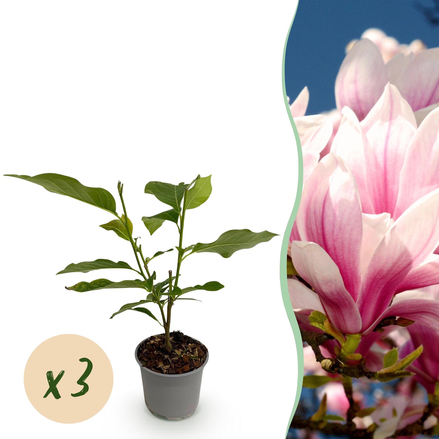 Green boutiQ - Garden Plant - Magnolia soulangeana - Pink Flower - 3 Plants - Deciduous - Low Maintenance - Pot 12cm Height 30cm