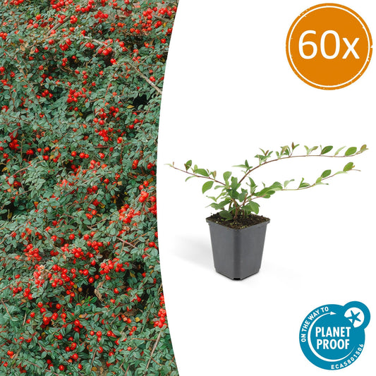 60x diga di Cotoneaster. 'Maggiore' - ↕25cm - Ø9cm