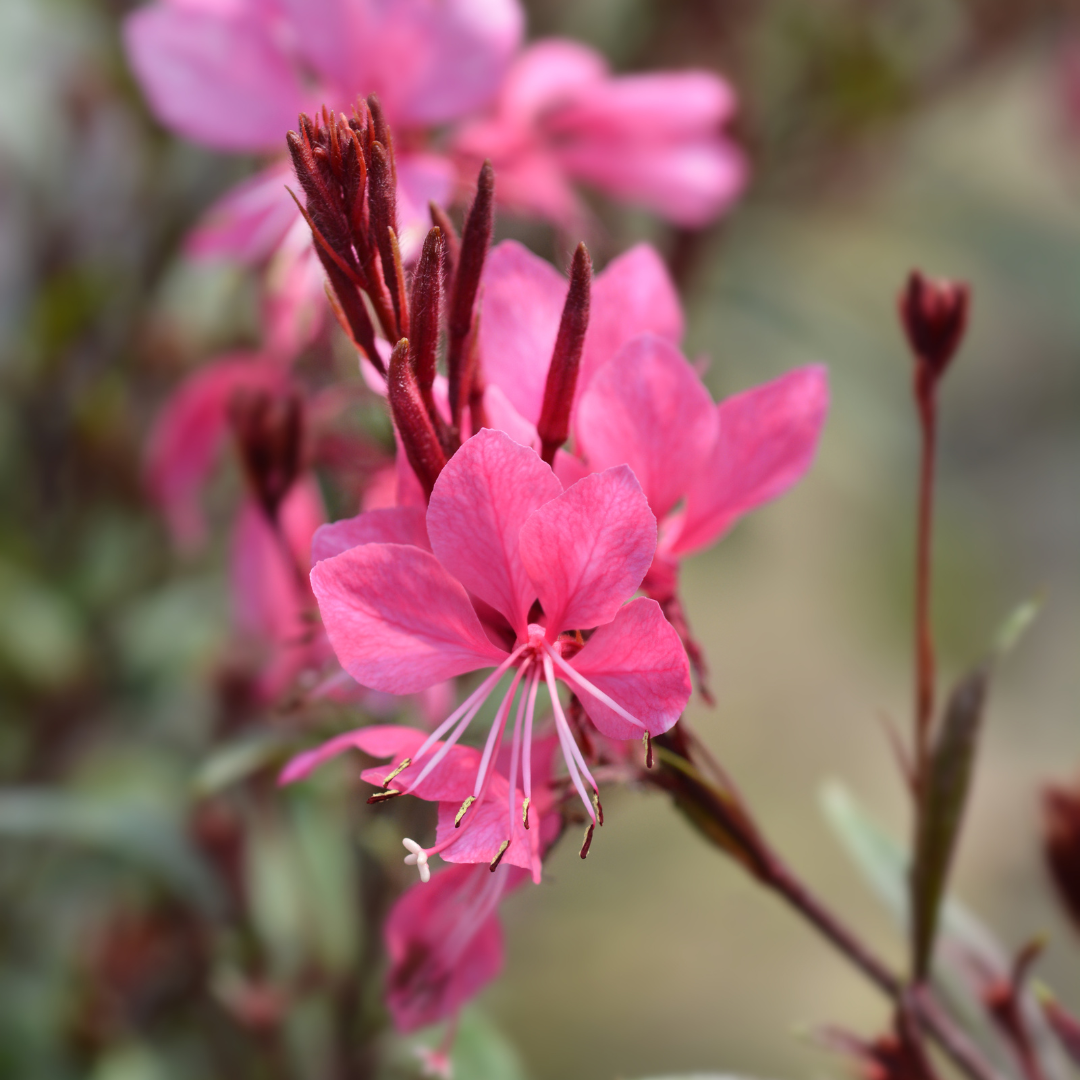 60x Gaura l. 'Siskiyou Pink' - ↕10-25cm - Ø9cm