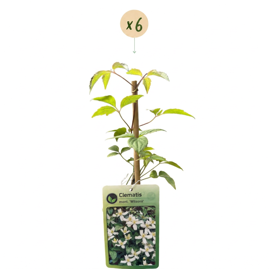 6x Clematis mont. 'Wilsonii' - Bergclematis - Wit - Klimplant - Ø9cm - ↕35cm